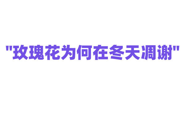 "玫瑰花为何在冬天凋谢"